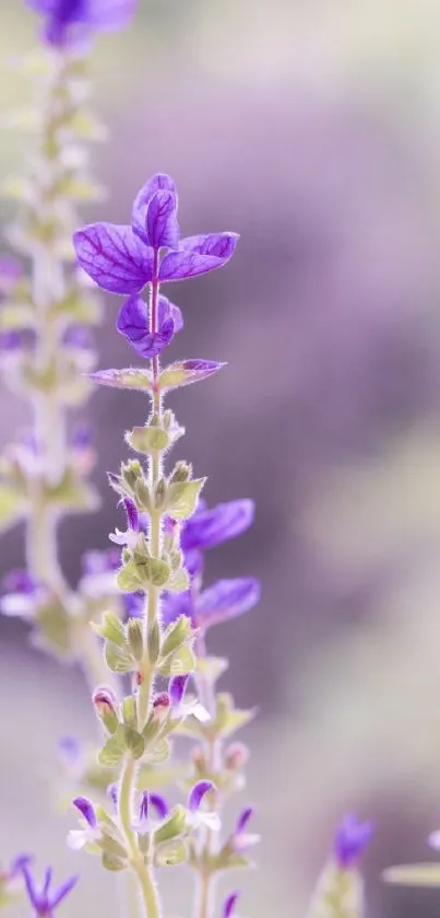 Close-up of lavender blossoms with a soft focus purple background.