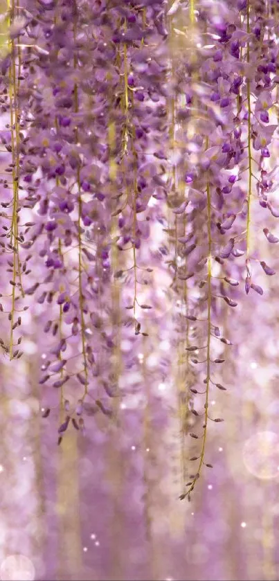 Lavender blossoms cascade in serene wallpaper.