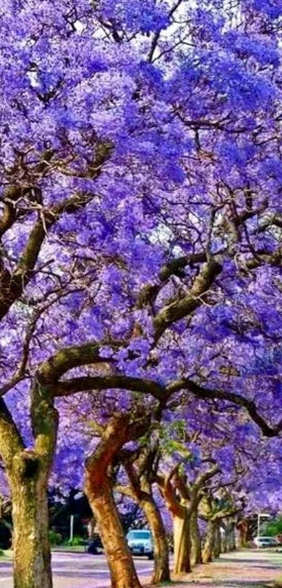 Vibrant jacaranda trees in full violet bloom for mobile wallpaper.