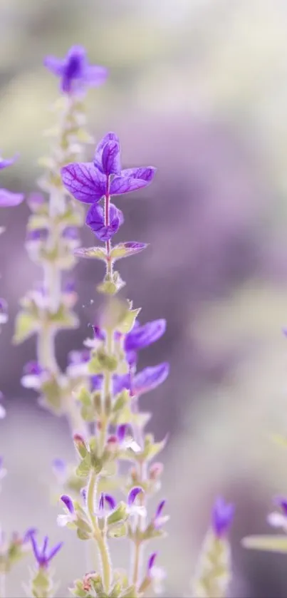 Delicate lavender flowers create a soft, calming mobile wallpaper background.