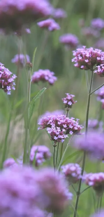 Lavender flowers in a lush green field, serene and vibrant.