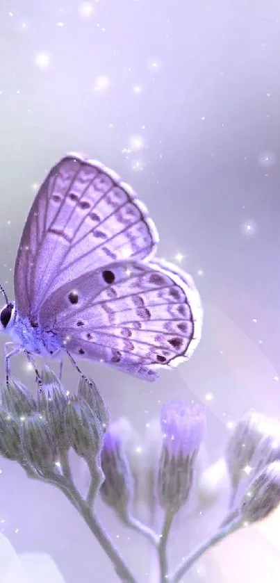 Lavender butterfly perched on flowers with a soft, aesthetic background.