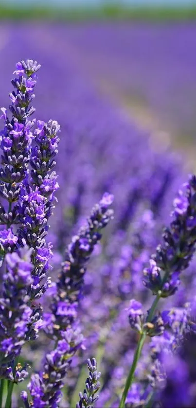 Lavender field under blue sky, displaying vibrant purple hues.