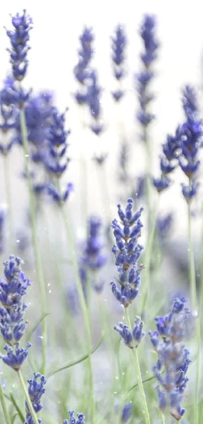 Lavender flowers gently swaying in the breeze, creating a serene and calming effect.