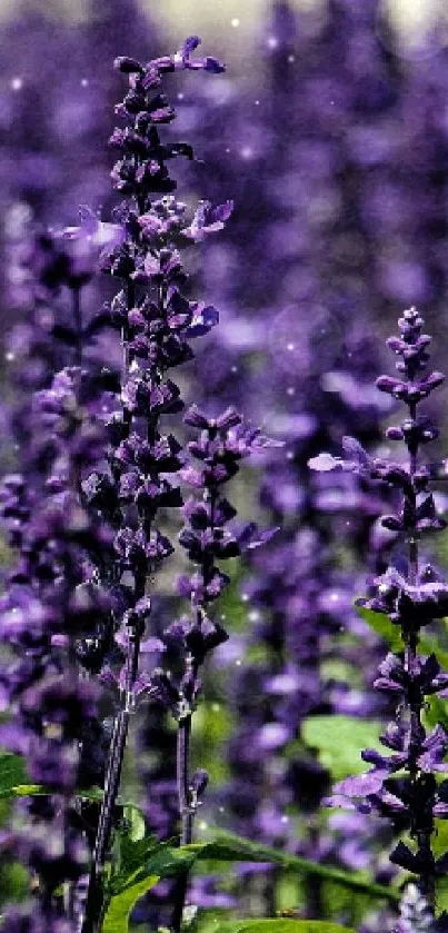 Violet lavender fields with serene blooms under natural light.