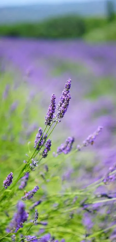 Lavender fields with greenery under a blue sky.