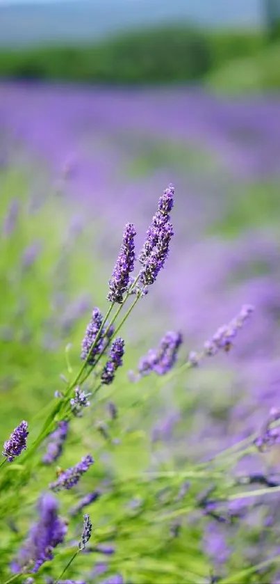 Lavender field with vivid purple flowers under clear sky.