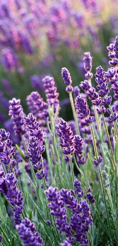 Lavender field with vibrant purple blooms and lush green grass.