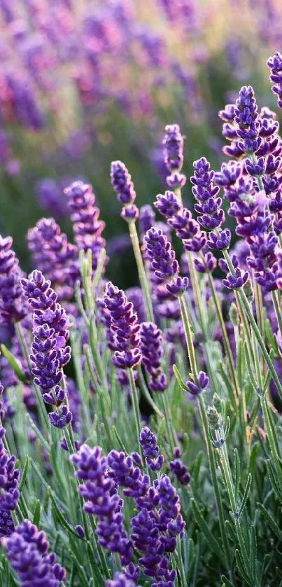 Lavender field with lush purple blossoms and green stems in natural light.