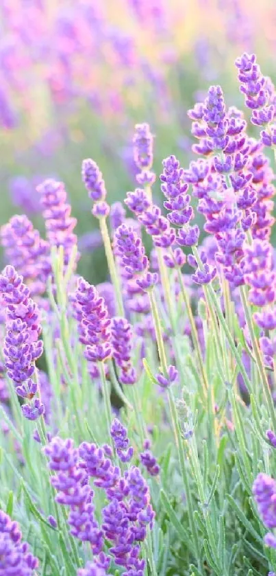 Lavender field in full bloom under soft sunlight.