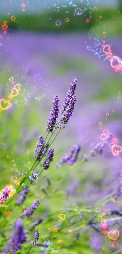 Lavender field with hearts and stars over purple blooms.