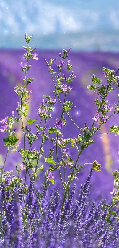 Lavender field with purple flowers and scenic mountains.