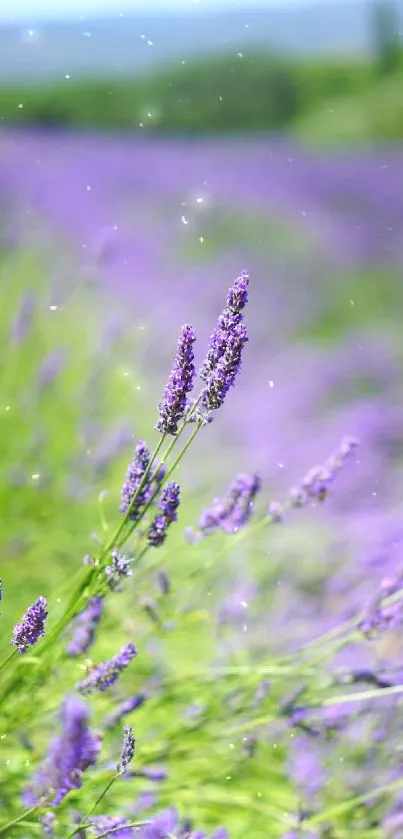 Mobile wallpaper featuring a lavender field in full bloom under a clear sky.