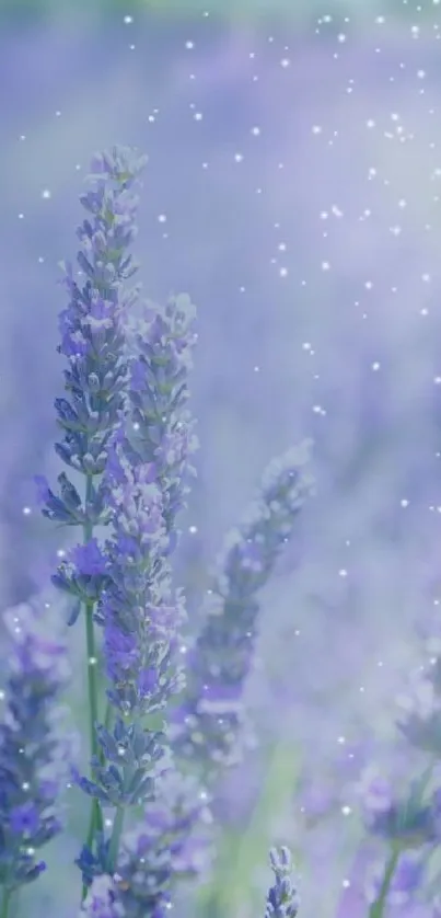 Beautiful lavender field with soft purple flowers and gentle sunlight.