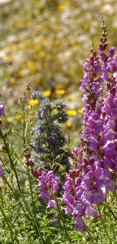 Lavender flowers blooming in a vibrant field, creating a serene and natural phone wallpaper.
