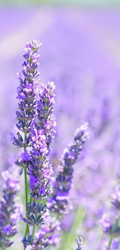 Lavender field with vibrant purple blooms under blue sky.