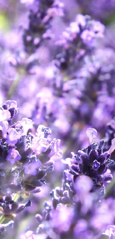 Vibrant lavender flowers in a sunlit field