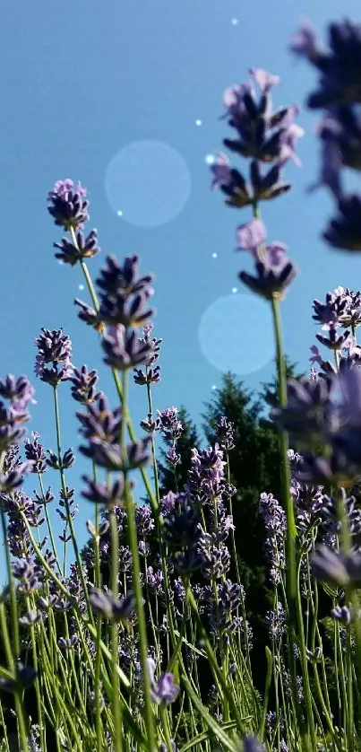 Lavender flowers under a clear blue sky.