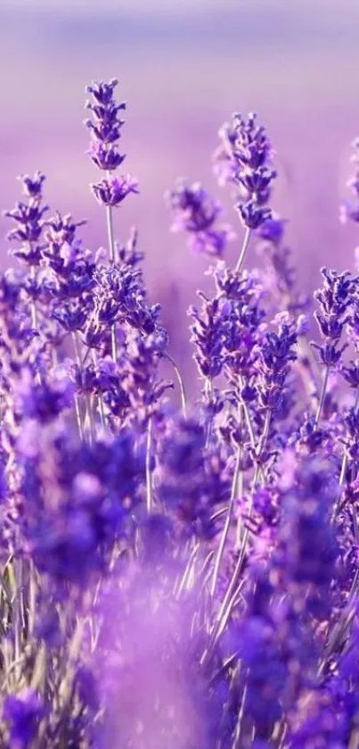 Vibrant lavender field with purple blooms, perfect for a serene phone wallpaper.