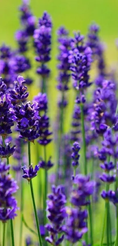 Lavender flowers against green background.