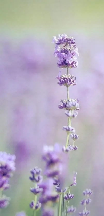 Serene mobile wallpaper of a lavender field, evoking calm and tranquility.