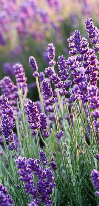 Lush lavender fields under soft sunlight