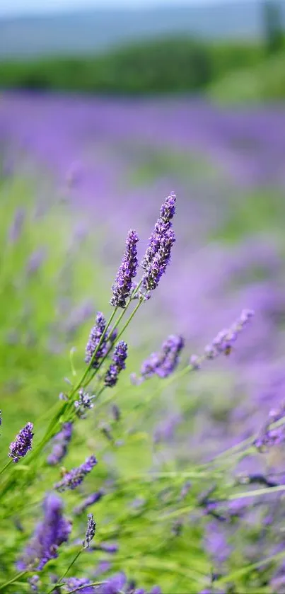 Lavender field under clear skies with vibrant purple hues.