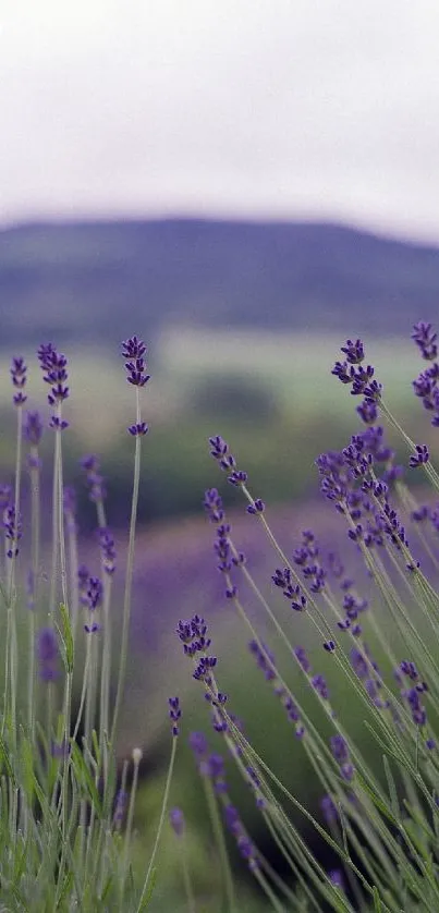 Lavender field with purple blooms and green stems under a soft sky.