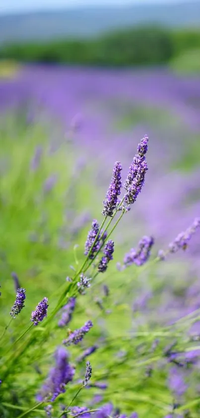 Lavender field with purple blooms and green foliage in a serene landscape.