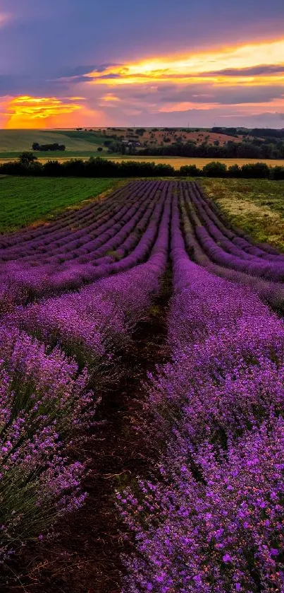 Lavender fields at sunset with a vibrant sky.