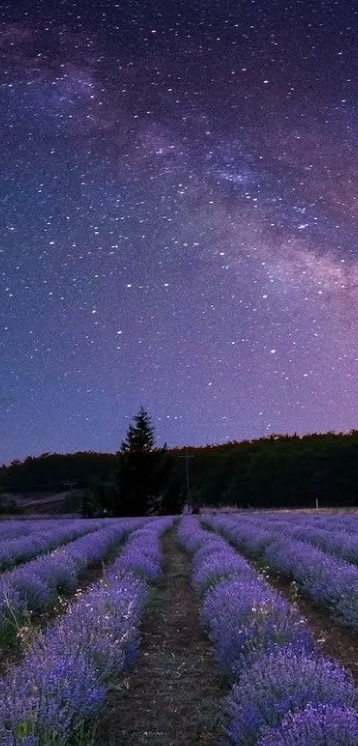 Lavender fields stretch under a starry night sky, creating a tranquil mobile wallpaper.