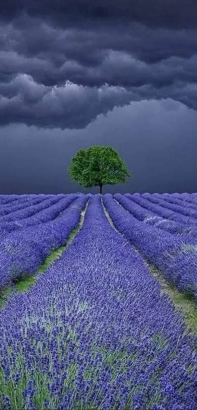 Lavender field under dark stormy skies with a solitary tree in the center.