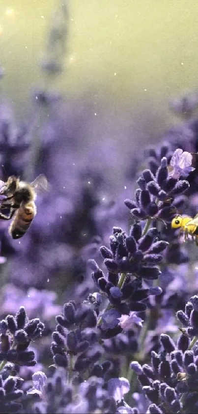 Bees buzzing around lavender field in bloom.