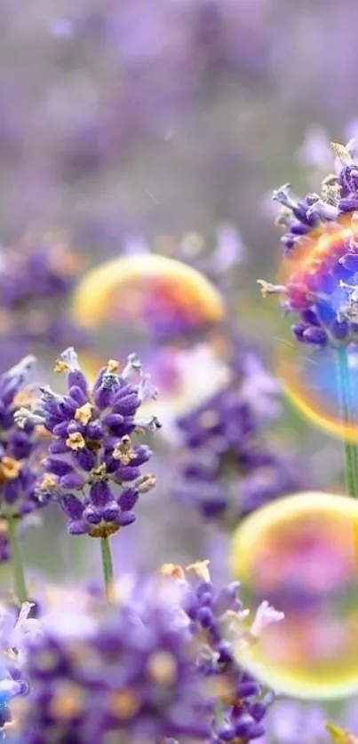 Lavender field with colorful bubbles in vibrant, calming hues.