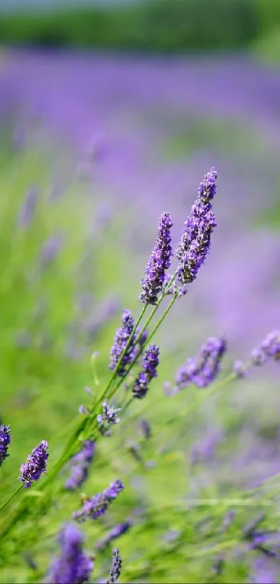 Scenic lavender fields with purple tones.