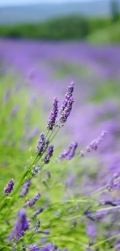 Lavender field with vibrant purple flowers and lush greenery, perfect for mobile wallpaper.