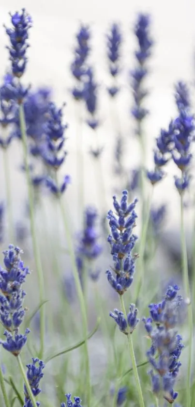 Lavender fields wallpaper with purple blooms and green stems.