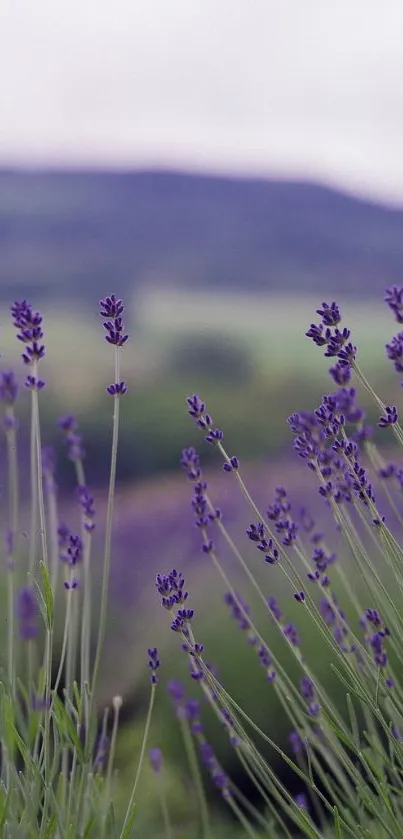 Purple lavender flowers with blurred mountains in background.