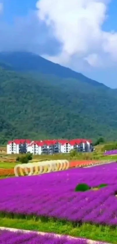 Vibrant lavender fields with mountain backdrop