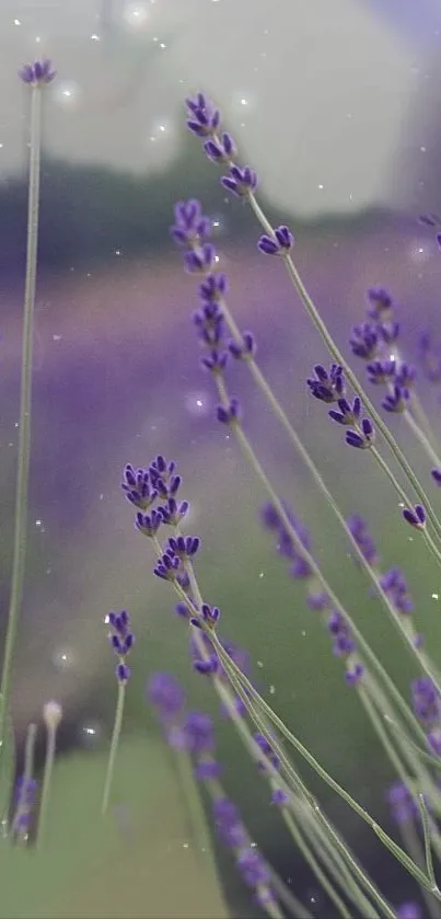 Lavender flowers in a serene field with a soft, purple glow.