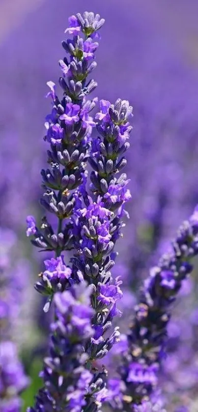 Vibrant lavender blooms in a purple field wallpaper.