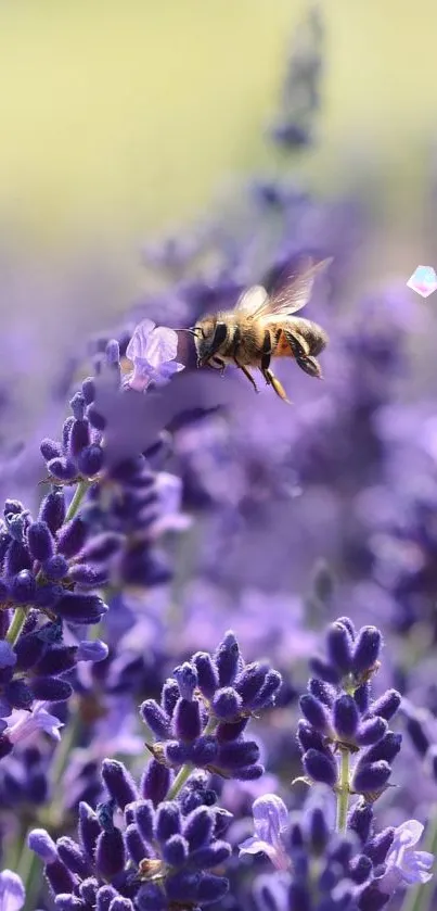Lavender field with bees in flight, serene purple ambiance.