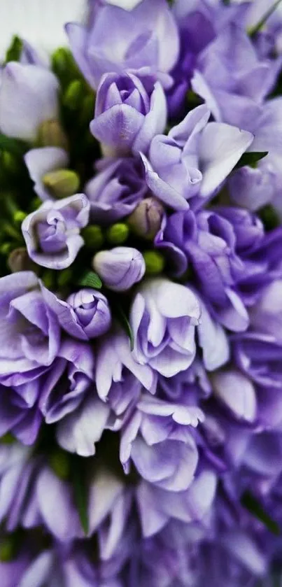 Lavender floral bouquet close-up wallpaper.