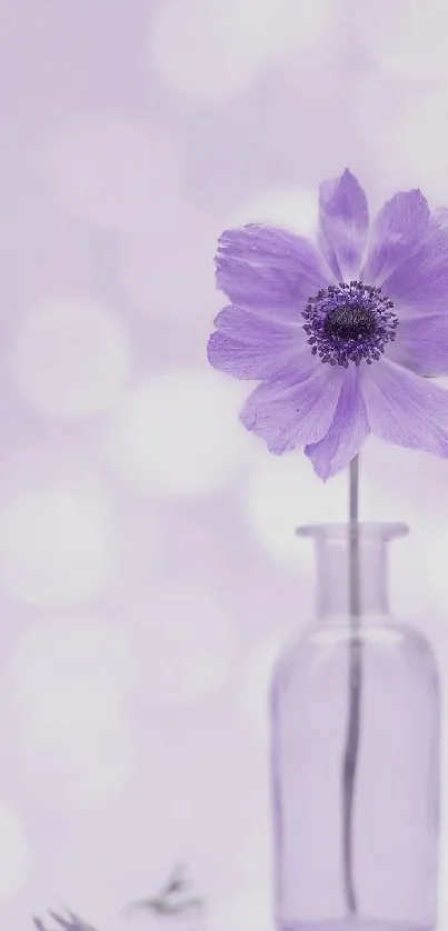 Lavender flower in a vase with soft bokeh background.