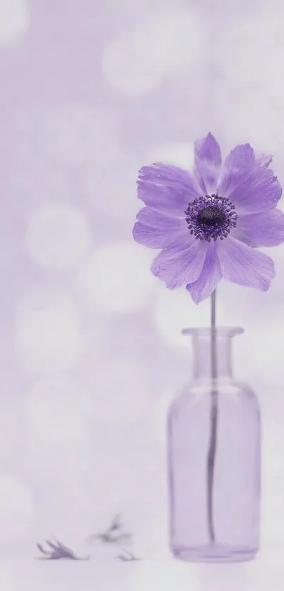 Lavender flower in glass vase with bokeh background.