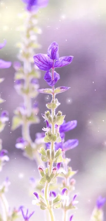 Lavender flowers with soft purple coloring on a mobile wallpaper.