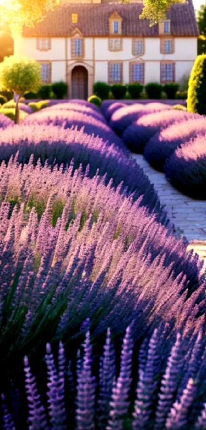 Lavender-filled garden with cottage and sunset.