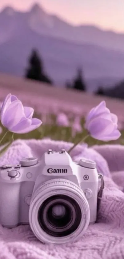 Lavender field with camera and mountains in the distance.