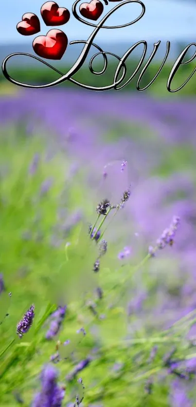 Lavender field wallpaper with love and heart design.