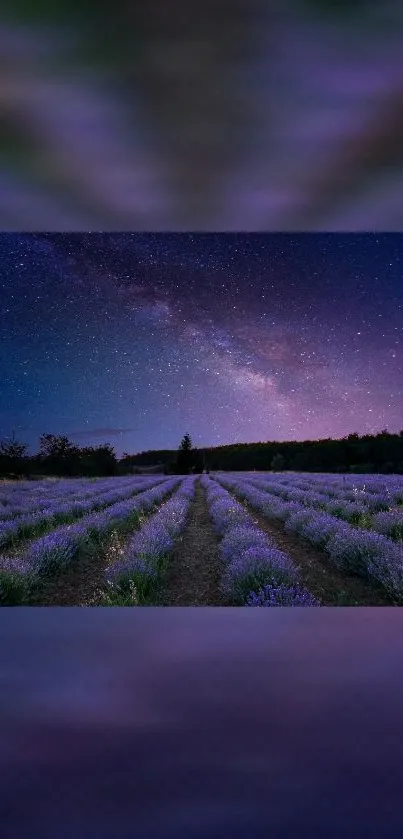 Stunning lavender field under a starry night sky.